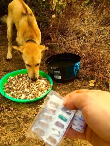 Man Fell In Love With Thailand’s Stray Dogs And Now Feeds 80 Every Day2